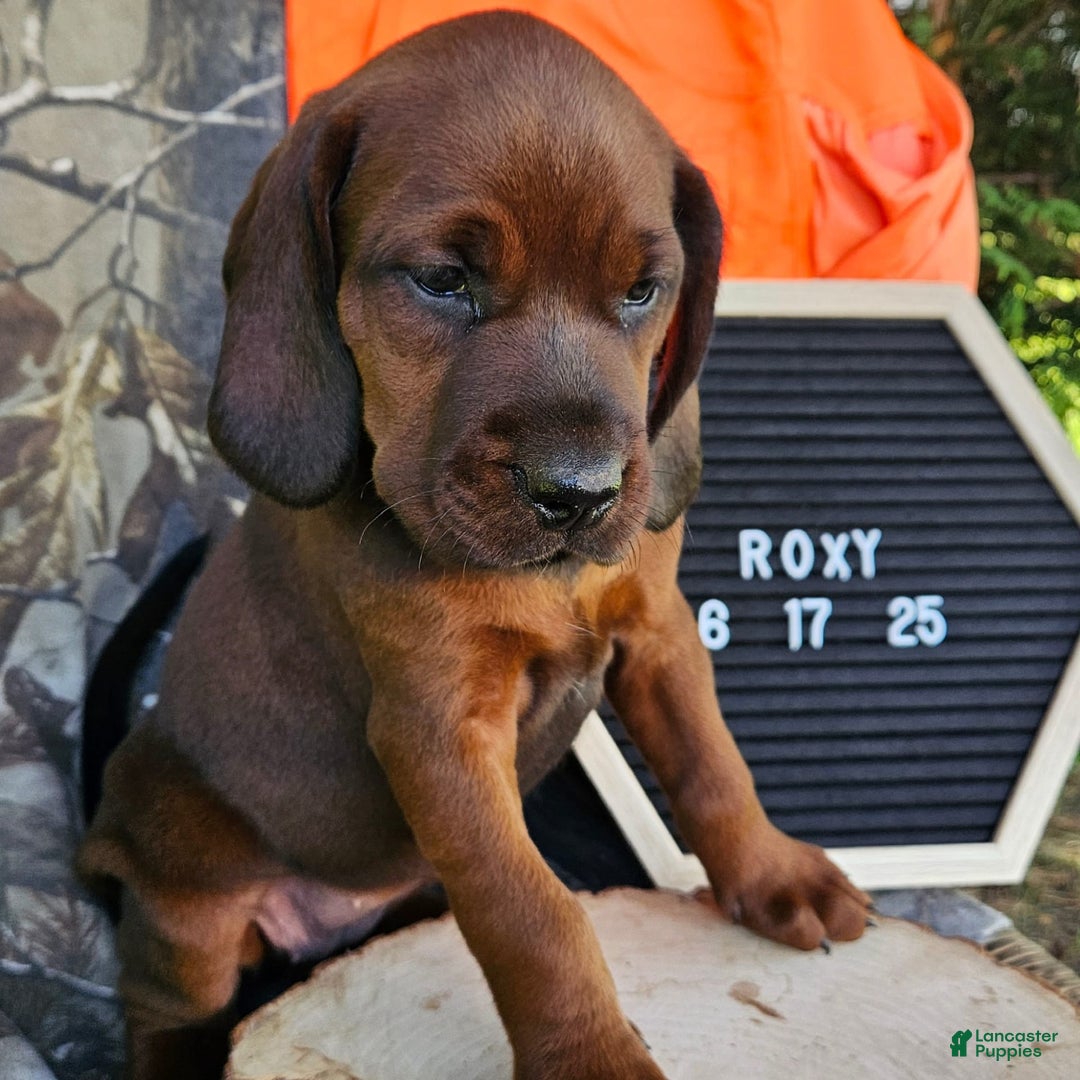 Redbone Coonhound dogs for sale: Roxy - Image 3