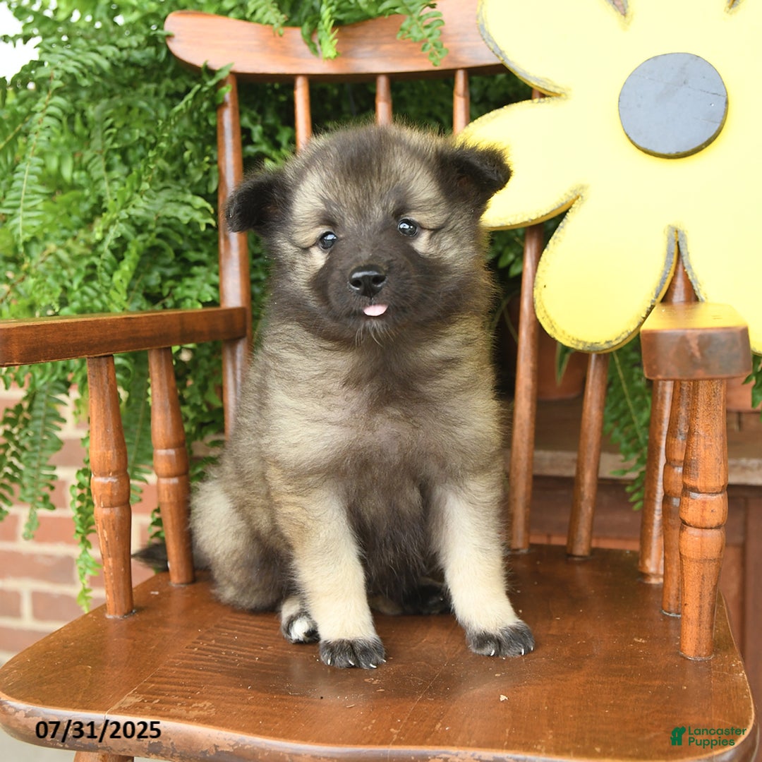 Keeshond dogs for sale: Truffles - Image 2