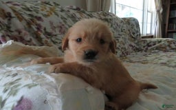 Golden Retriever dogs for sale: Truffle - Image 22