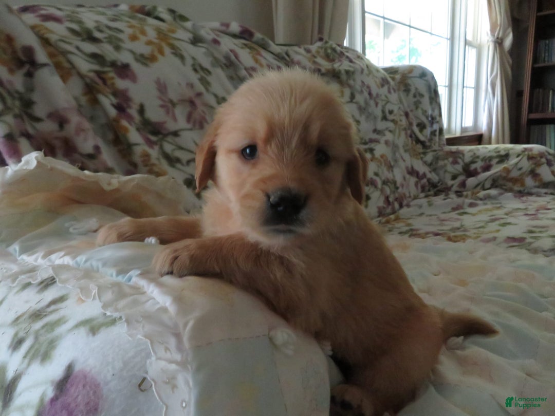 Golden Retriever dogs for sale: Truffle - Image 22