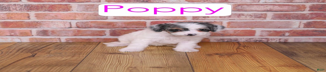 Poppy