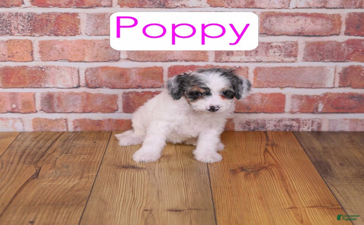Cavapoo dogs for sale - Ad 2