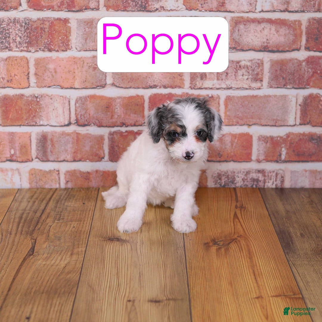 Cavapoo dogs for sale: Poppy - Image 1