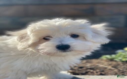 Coton De Tulear dogs for sale: Alex - Image 2