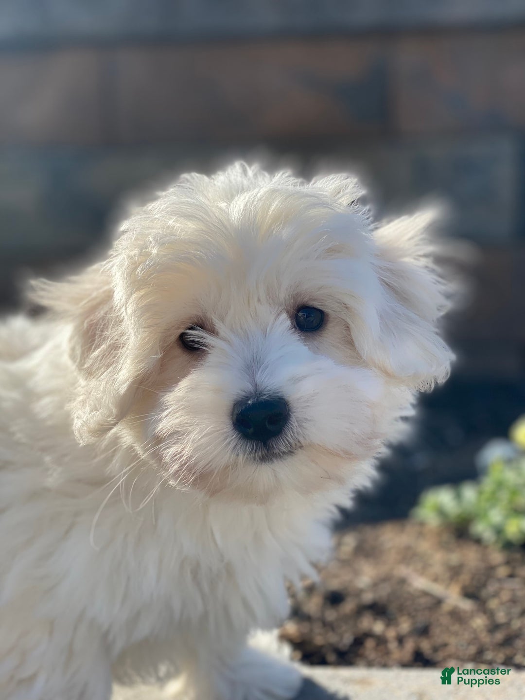 Coton De Tulear dogs for sale: Alex - Image 2