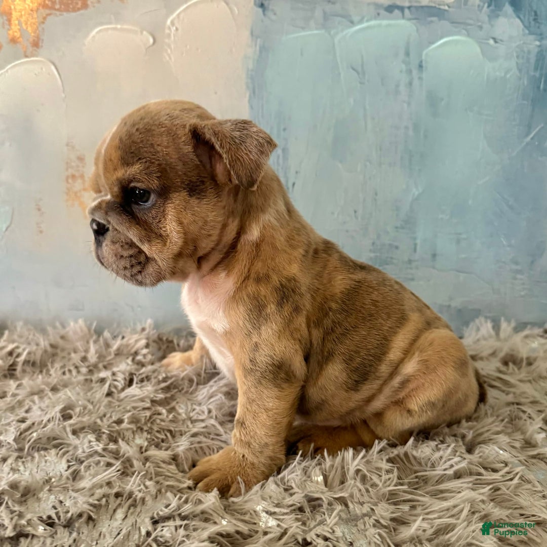 English Bulldog dogs for sale: Goro - Image 4