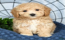 Bichpoo dogs for sale: Nellie - Image 8