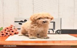 Maltipoo dogs for sale: Winston - Image 1