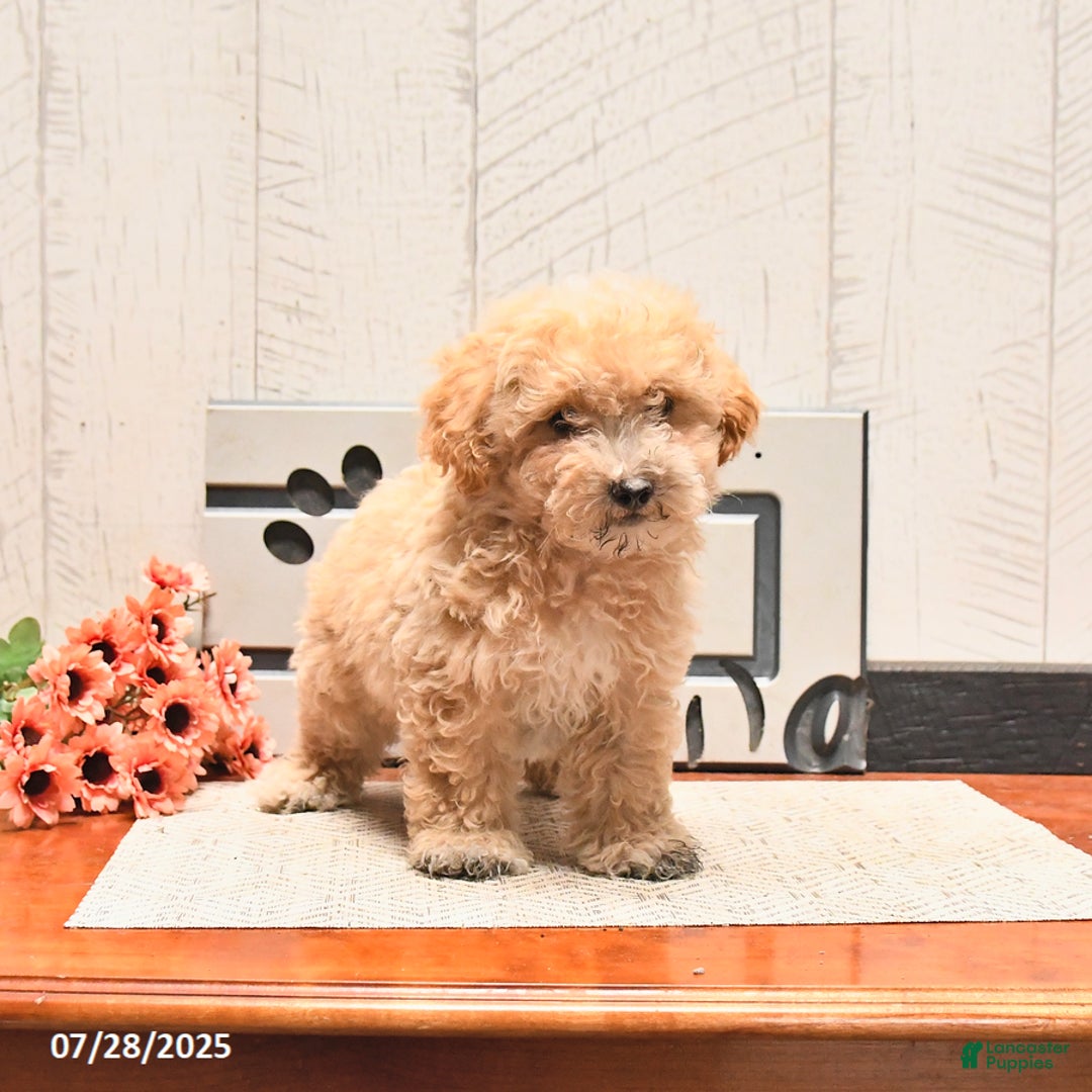 Maltipoo dogs for sale: Winston - Image 1