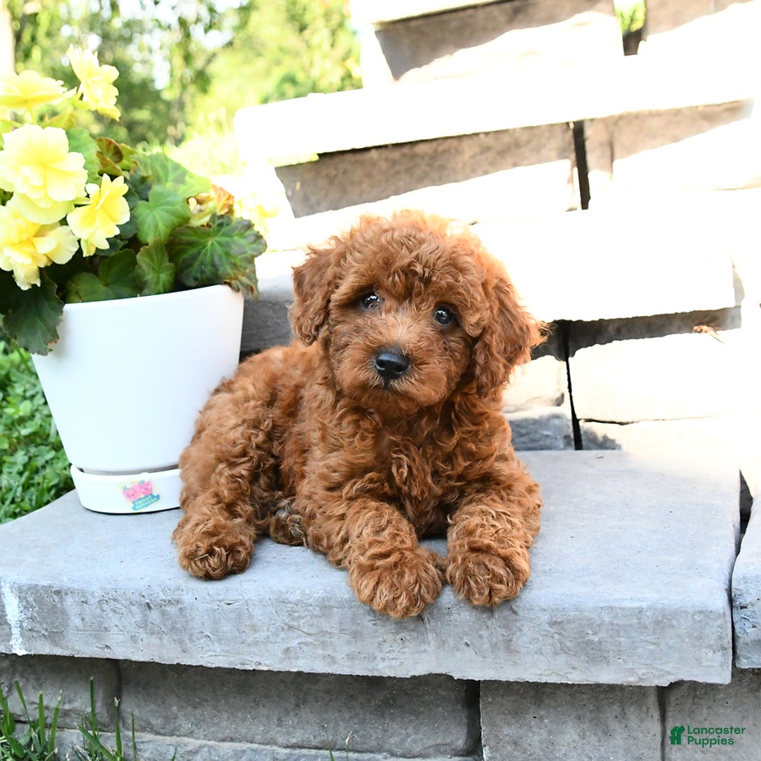 Miniature Poodle dogs for sale: Elmer - Image 1