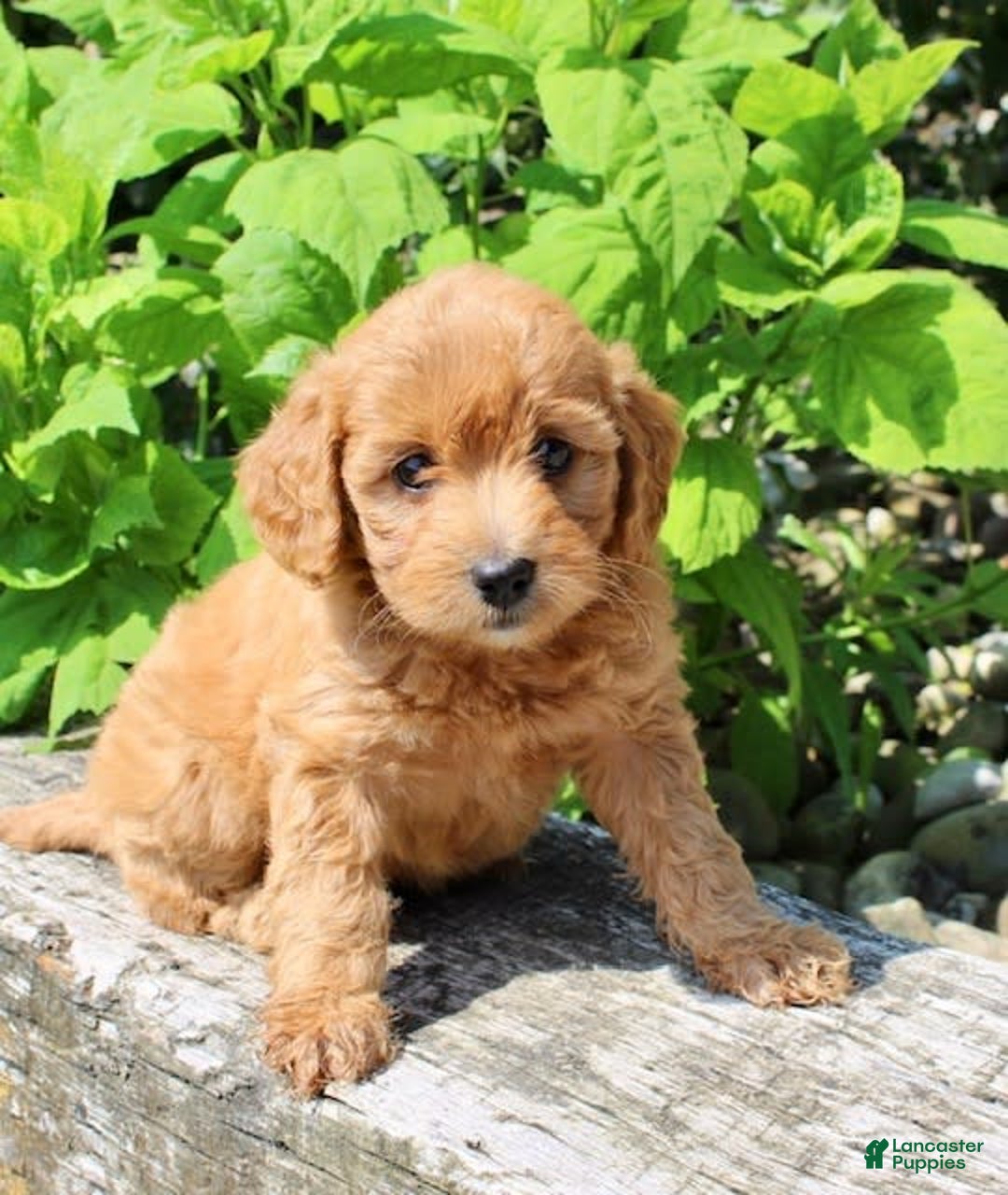 Mini Goldendoodle dogs for sale: Vicky - Image 3