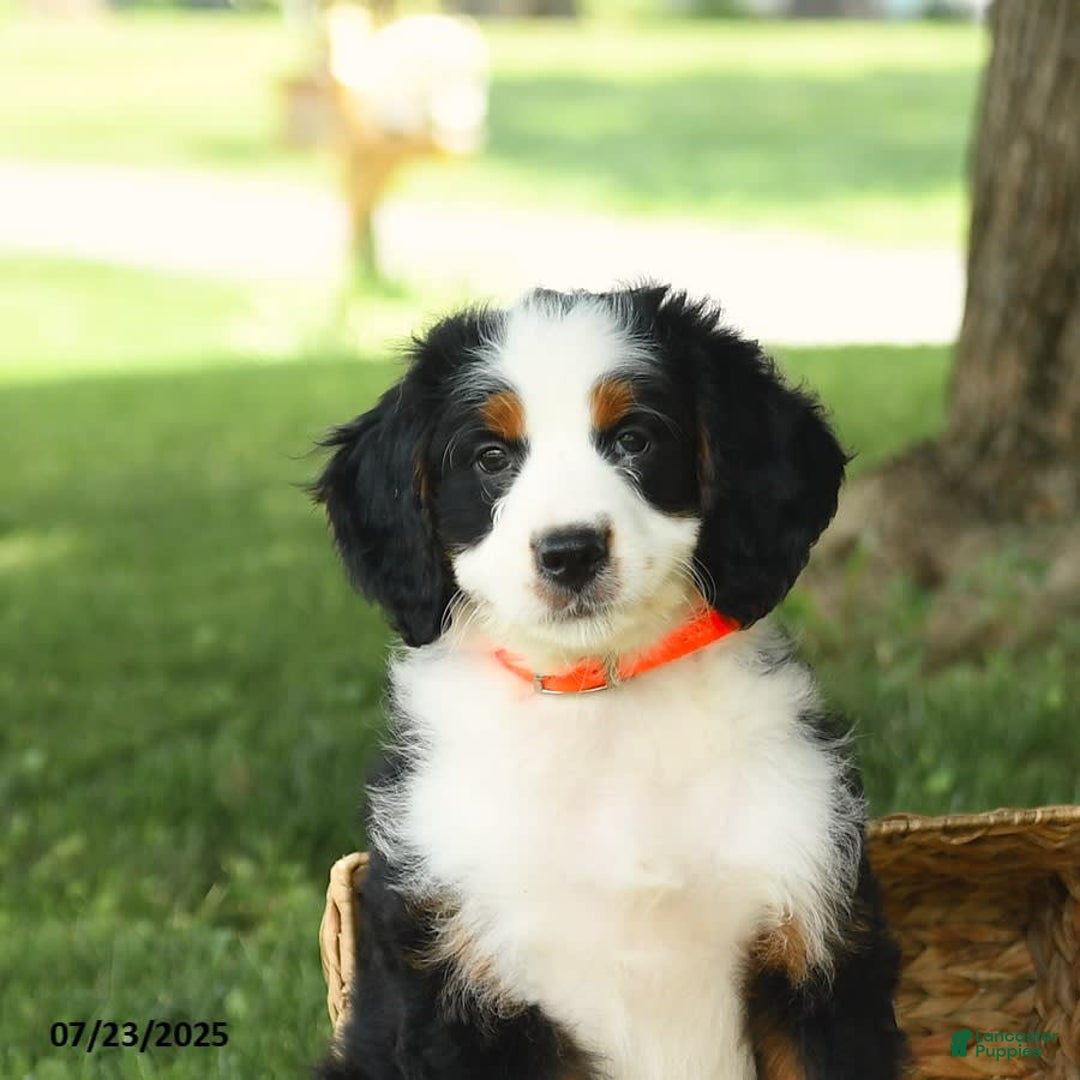 Bernedoodle dogs for sale: Pepper - Image 2
