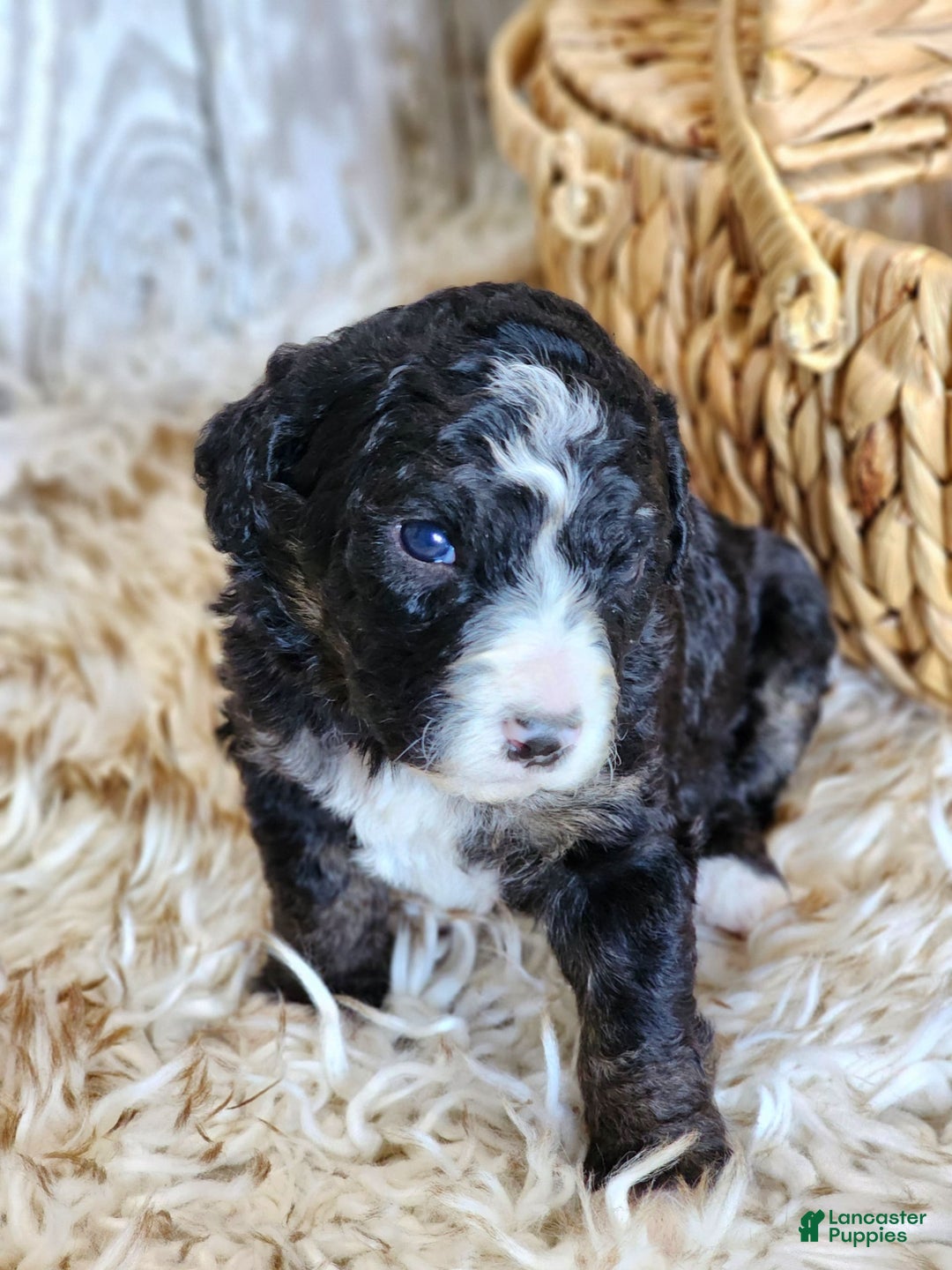 Bernedoodle dogs for sale: Christa - Image 1