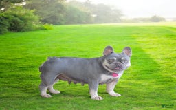 French Bulldog dogs for sale: Lennox - Image 3