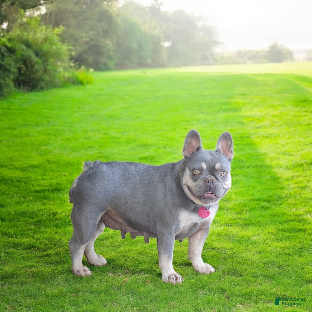 French Bulldog dogs for sale: Lennox - Image 3