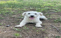 Coton De Tulear dogs for sale: Sophia - Image 4
