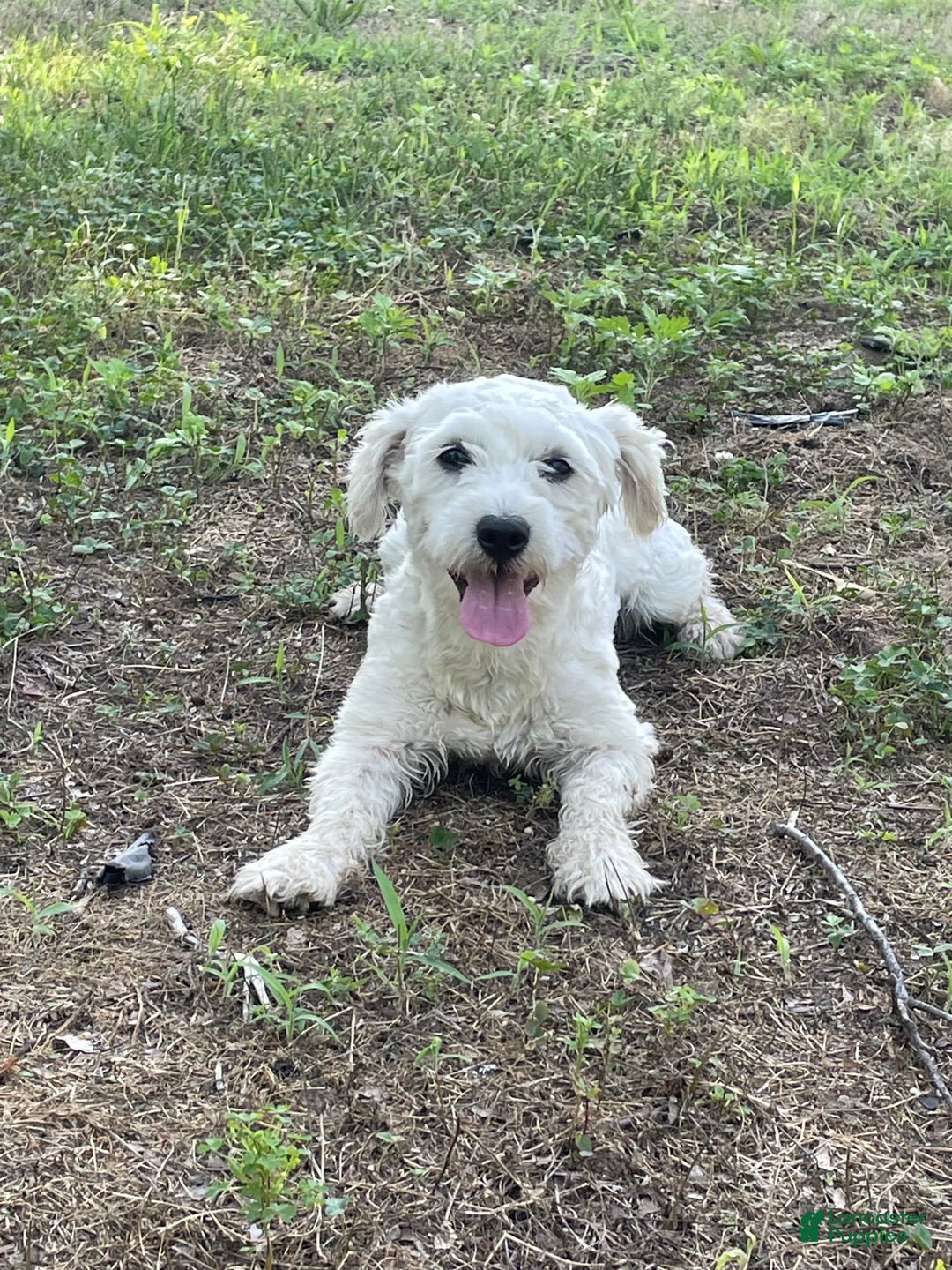Coton De Tulear dogs for sale: Sophia - Image 4