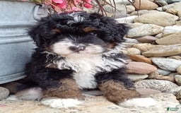 Mini Bernedoodle dogs for sale: Rambo - Image 43