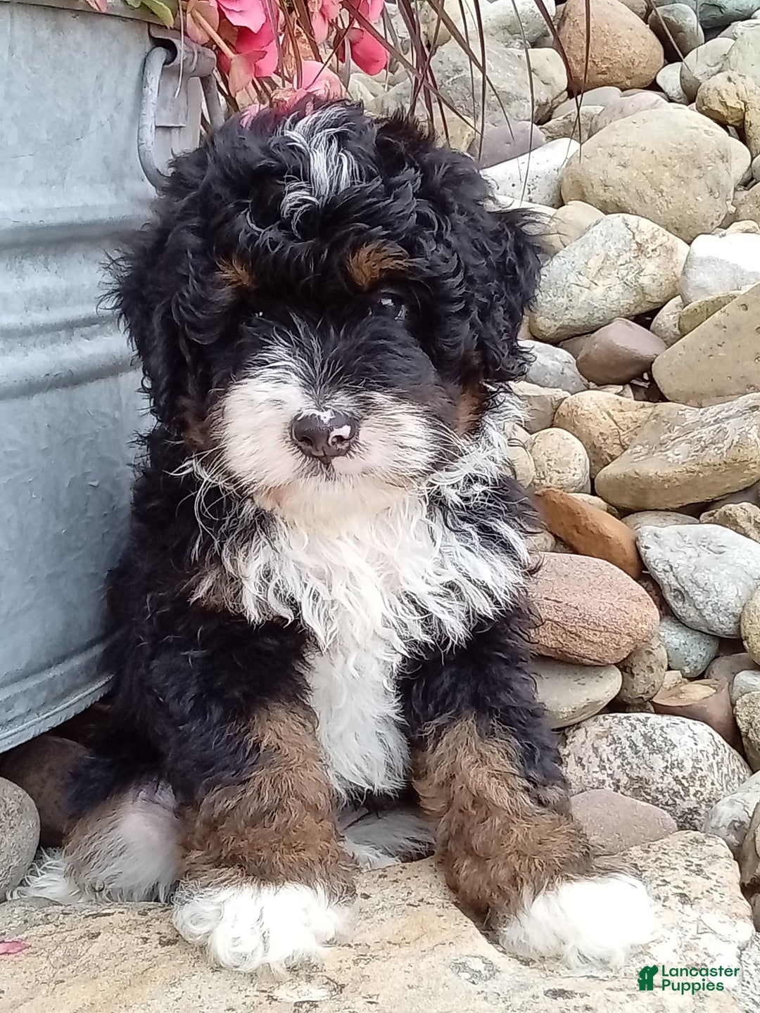 Mini Bernedoodle dogs for sale: Rambo - Image 43