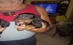 Dachshund dogs for sale: Male - Image 5