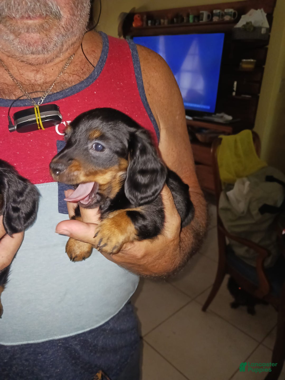 Dachshund dogs for sale: Male - Image 5