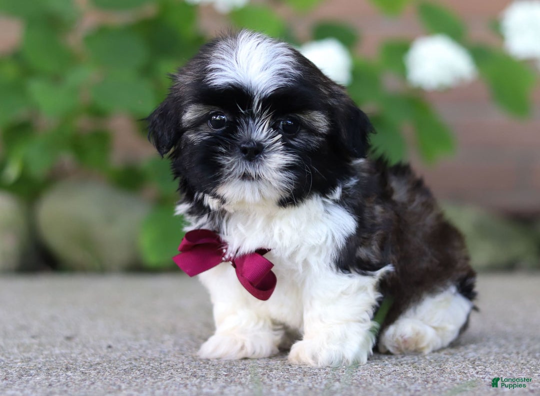 Shih Tzu dogs for sale: Archie - Image 3