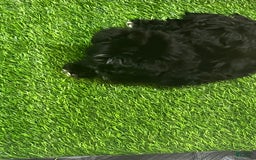 Shorkie dogs for sale: Ace - Image 4
