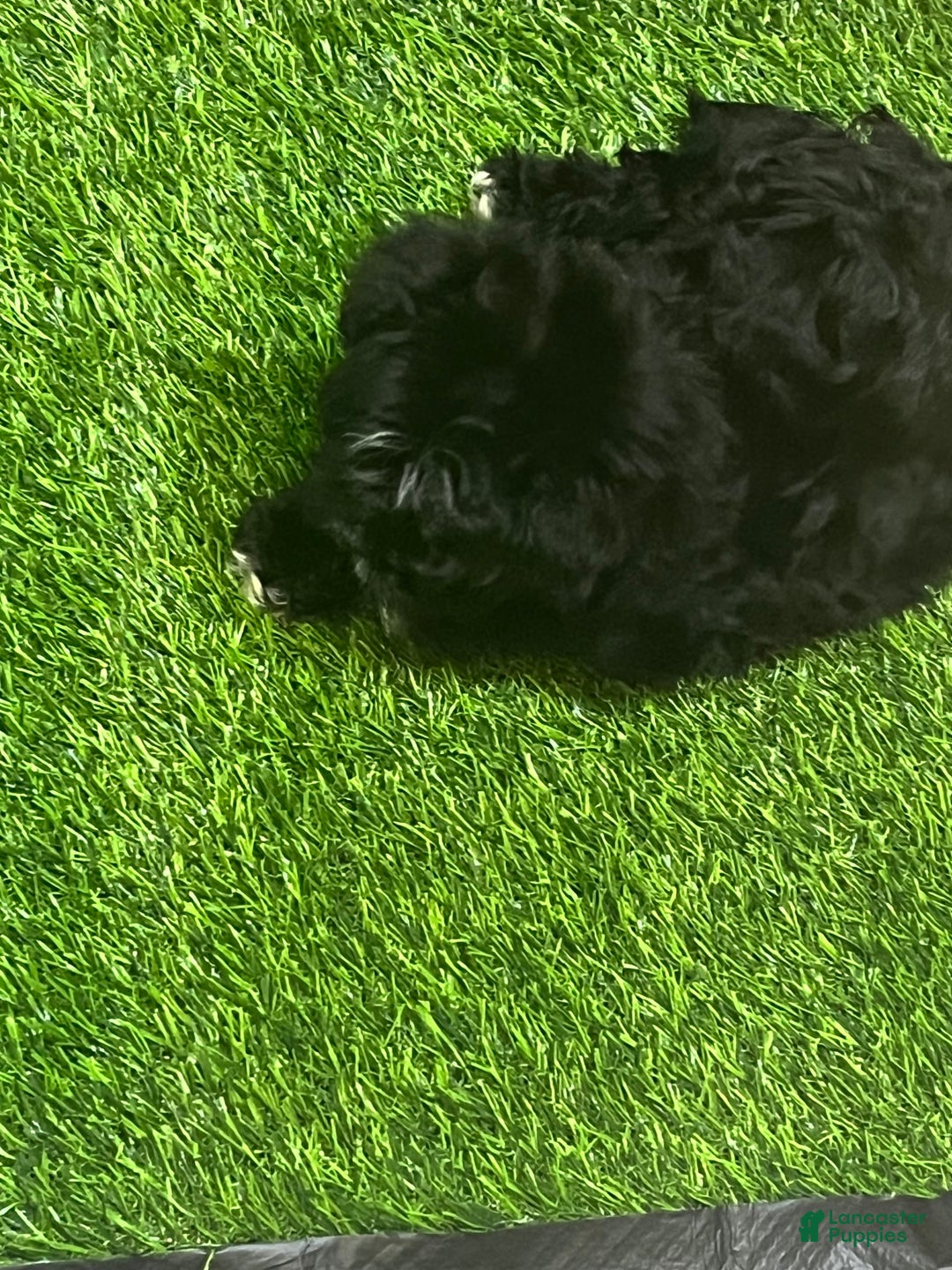 Shorkie dogs for sale: Ace - Image 4