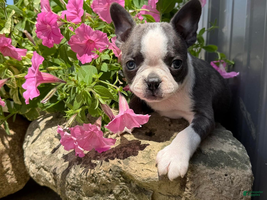 Boston Terrier dogs for sale: Tuffy - Image 3