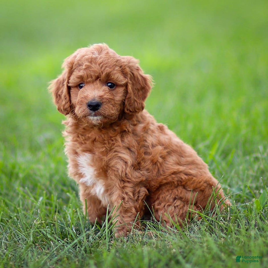 Goldendoodle dogs for sale: Oliver - Image 14