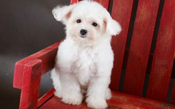 Yorkiepoo dogs for sale: Snow White - Image 10