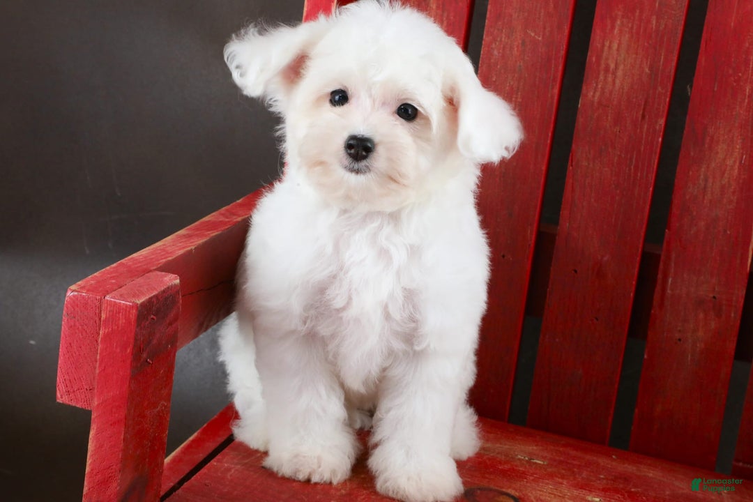 Yorkiepoo dogs for sale: Snow White - Image 10