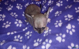 Chihuahua dogs for sale: Sophie - Image 2