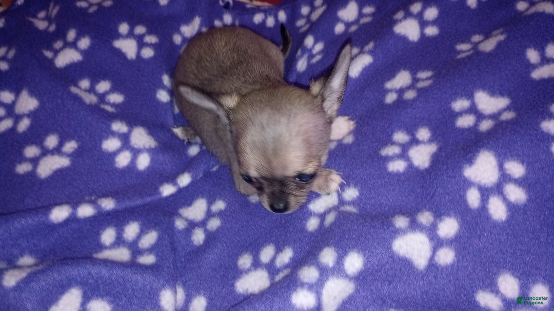 Chihuahua dogs for sale: Sophie - Image 2