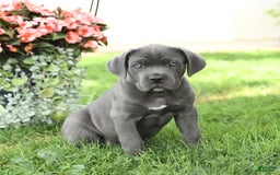 Cane Corso dogs for sale: Bruce - Image 2