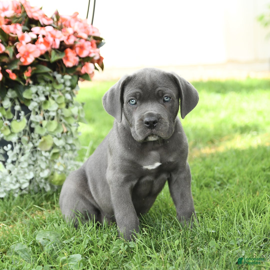 Cane Corso dogs for sale: Bruce - Image 2