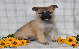 German Shepherd dogs for sale: Karlos - Image 4