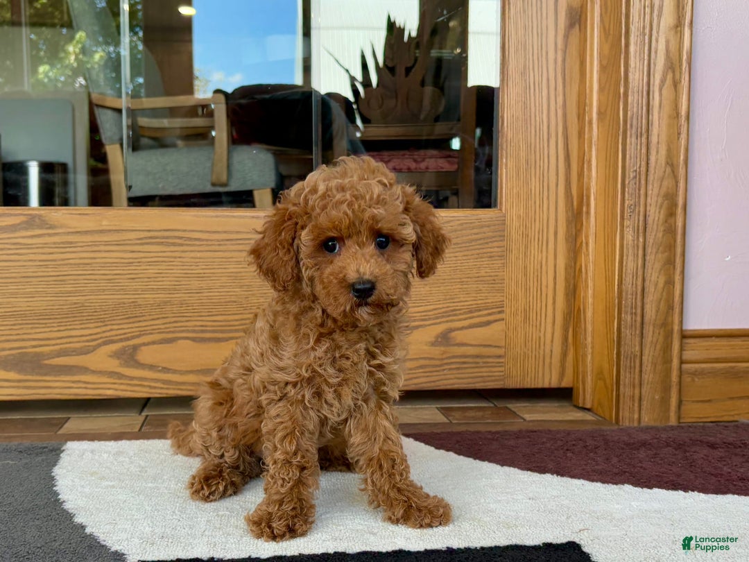 Cockapoo dogs for sale: Terrance - Image 3