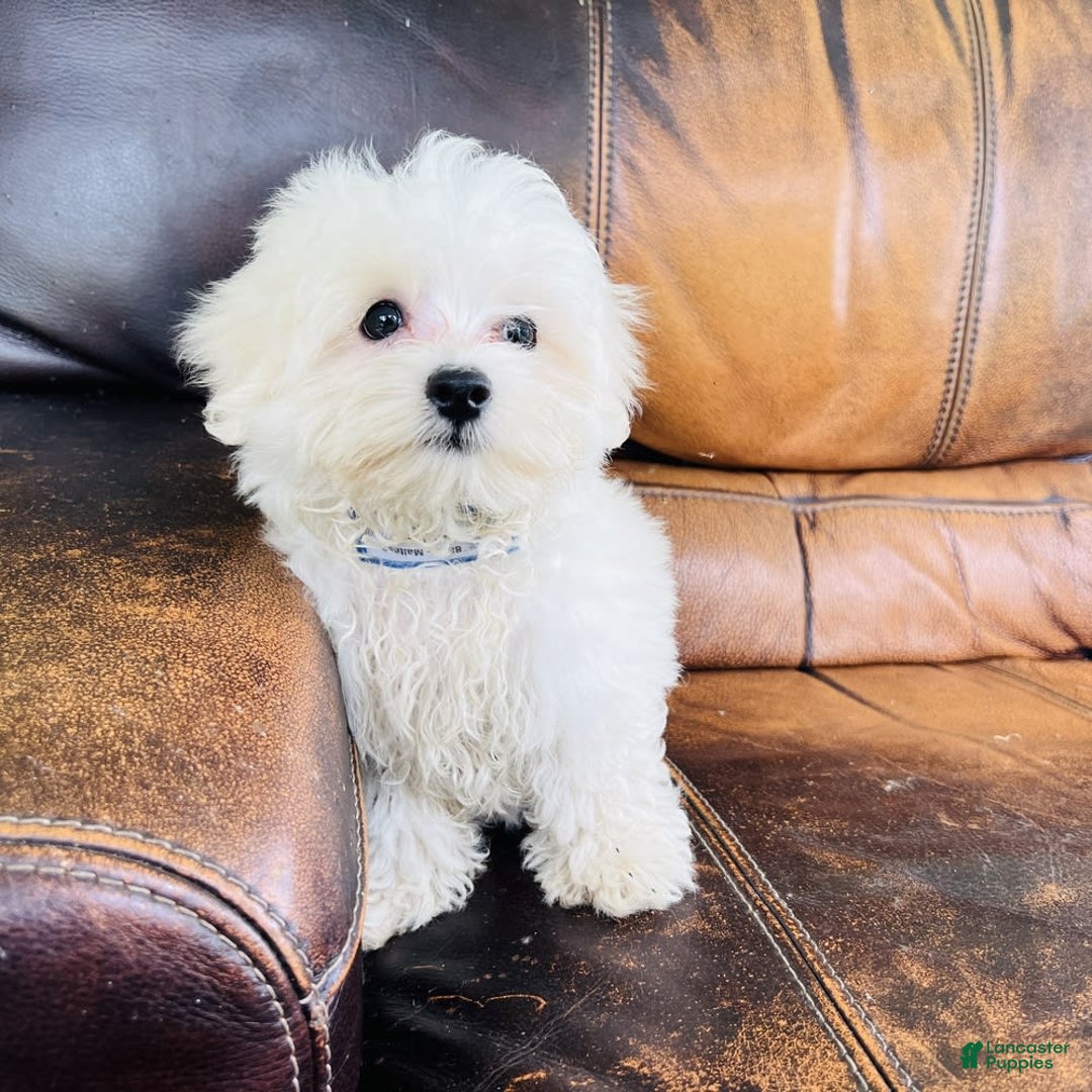 Maltese dogs for sale: Beau - Image 12