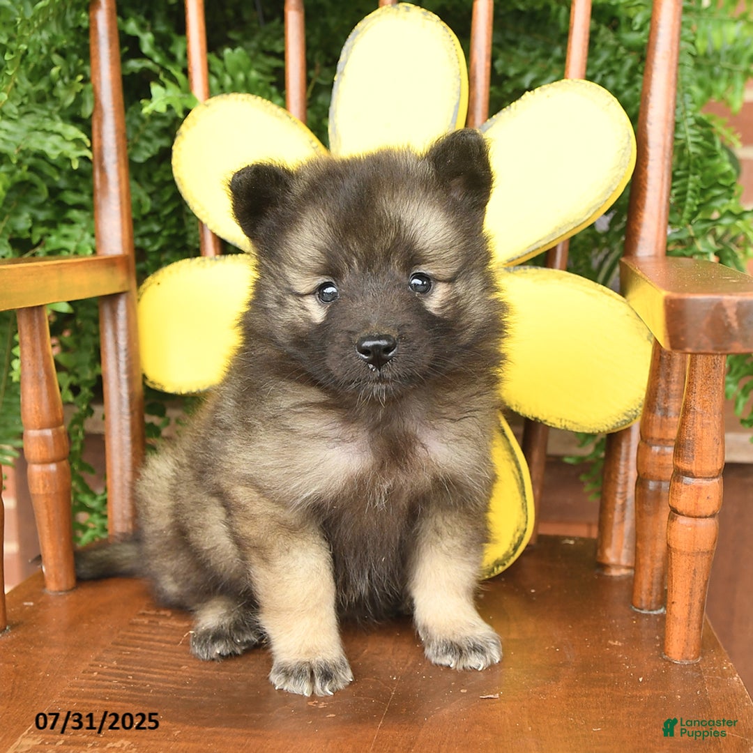 Keeshond dogs for sale: Teacup - Image 1