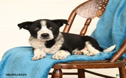 Australian Cattle Dog dogs for sale: Cooper - Image 2