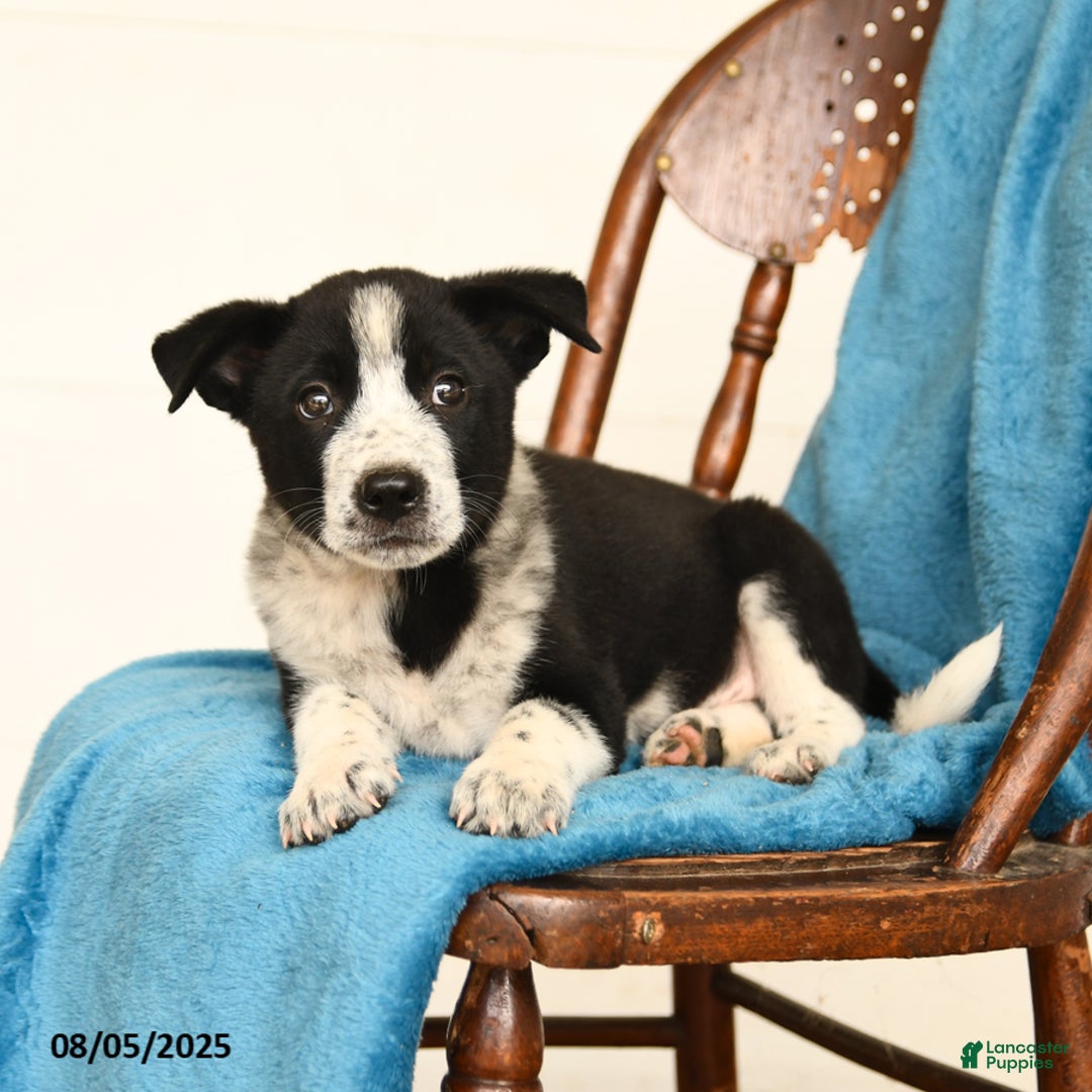 Australian Cattle Dog dogs for sale: Cooper - Image 2