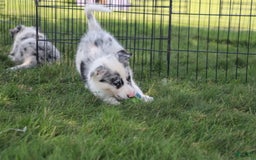 Border Collie dogs for sale: Lance - Image 4
