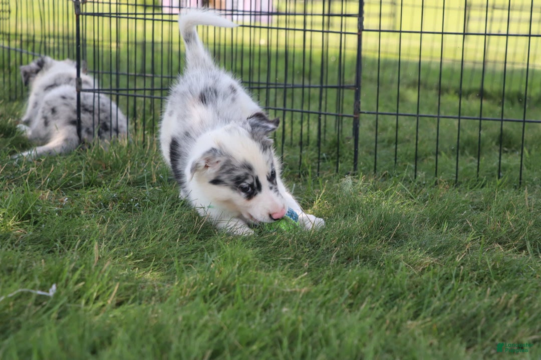 Border Collie dogs for sale: Lance - Image 4
