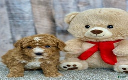 Mini Goldendoodle dogs for sale: Lime - Image 5