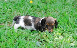 Dachshund dogs for sale: Akc Duke - Image 6