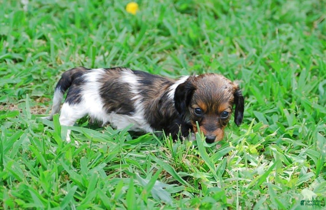 Dachshund dogs for sale: Akc Duke - Image 6