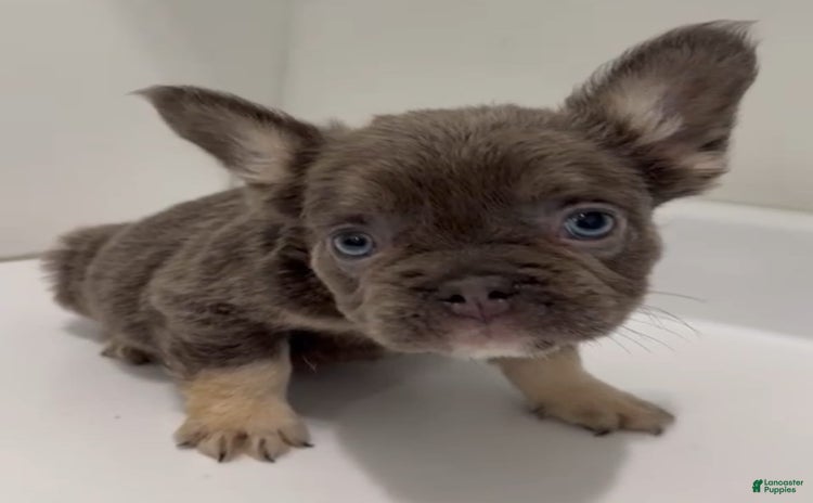 French Bulldog dogs for sale - Ad 5