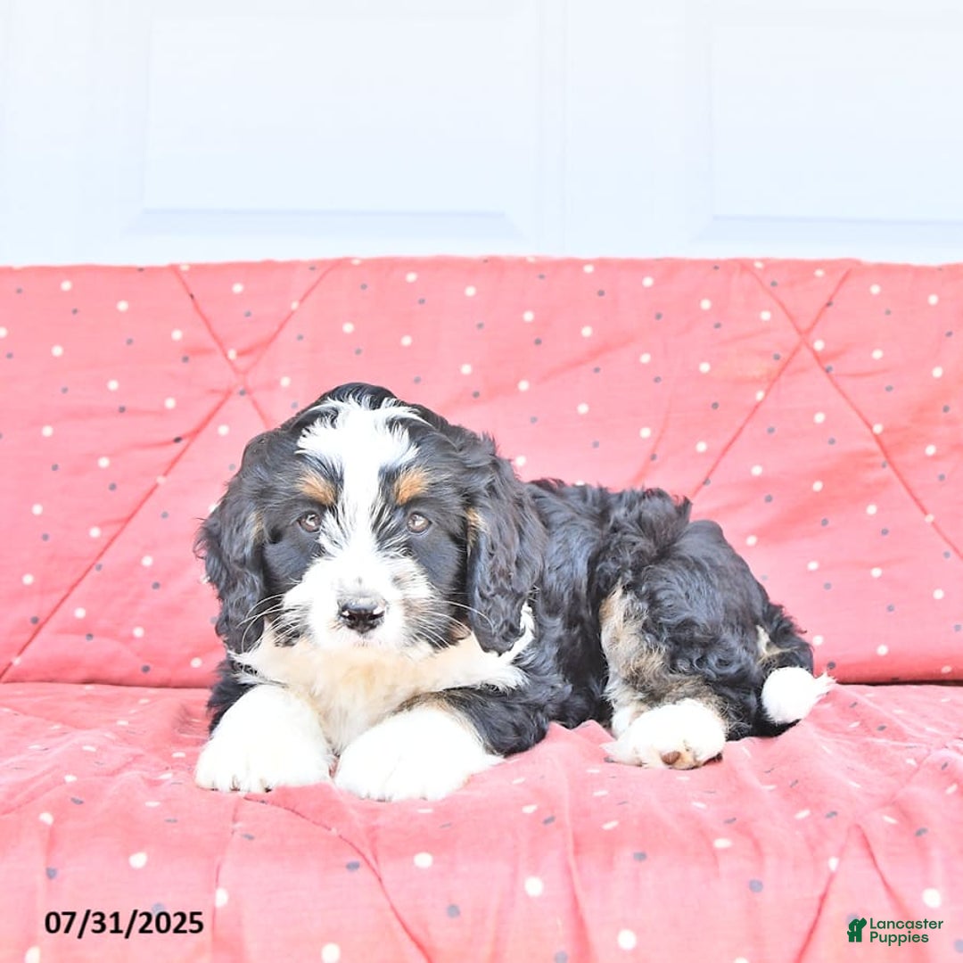 Miniature Bernese Mountain Dog dogs for sale: Ted - Image 4
