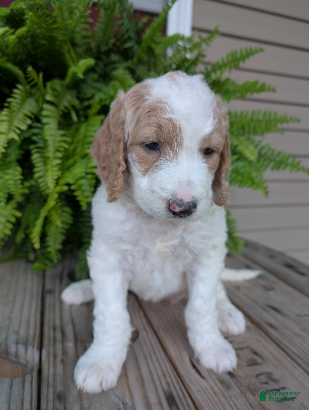 Goldendoodle dogs for sale: Sue - Image 3